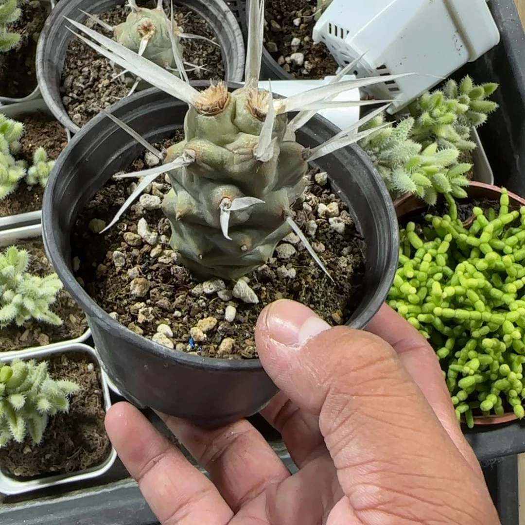 陈宸多肉五什么藏