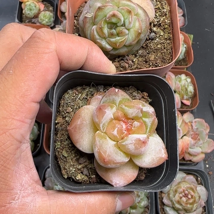 秦*陈宸多肉 秦聊宝宝2颗