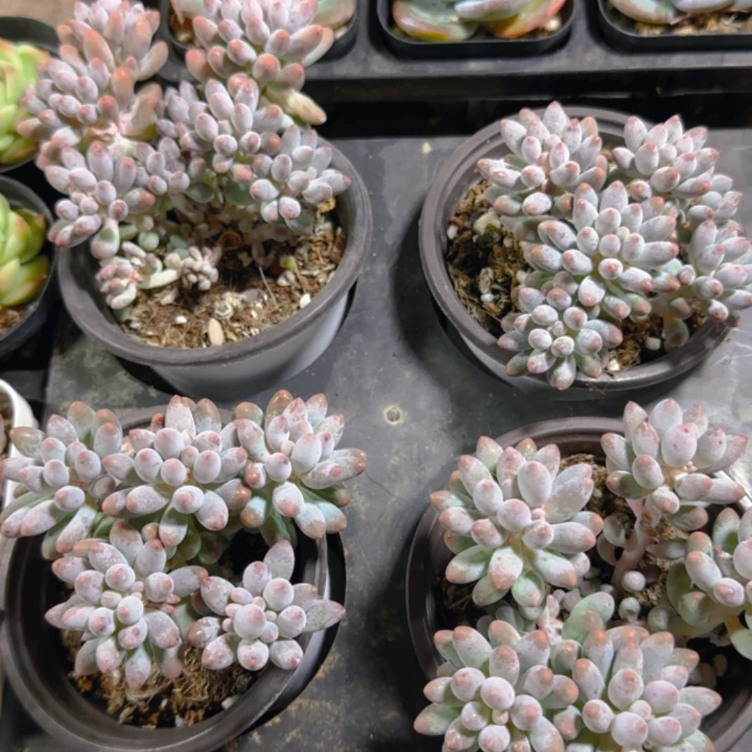 陈宸多肉婴儿手指