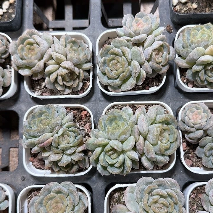 陈宸多肉 白恋群生