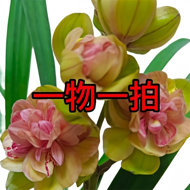 浓香型好养兰花建兰红荷牡丹室内办公室盆栽花卉