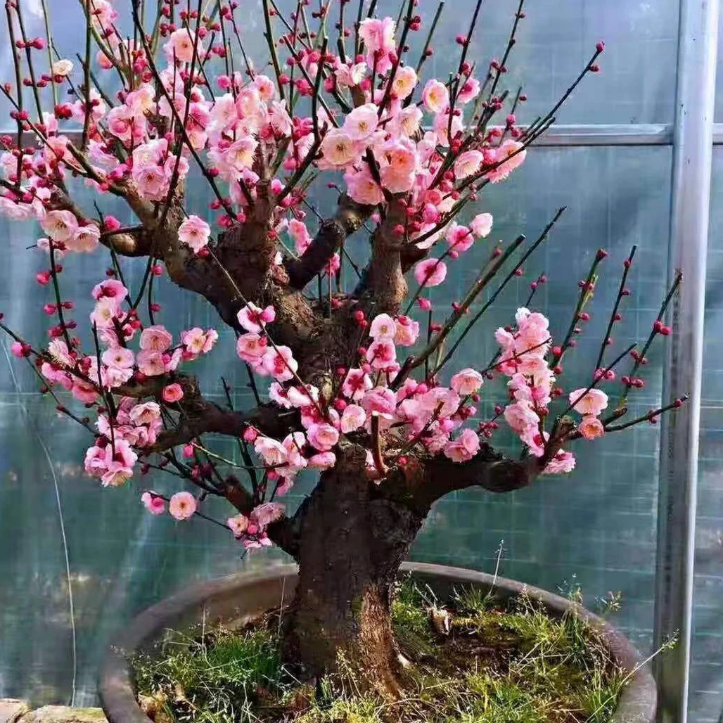 【带芽】浓香型梅花树盆栽室内外庭院阳台花卉绿植腊梅正品耐寒树苗