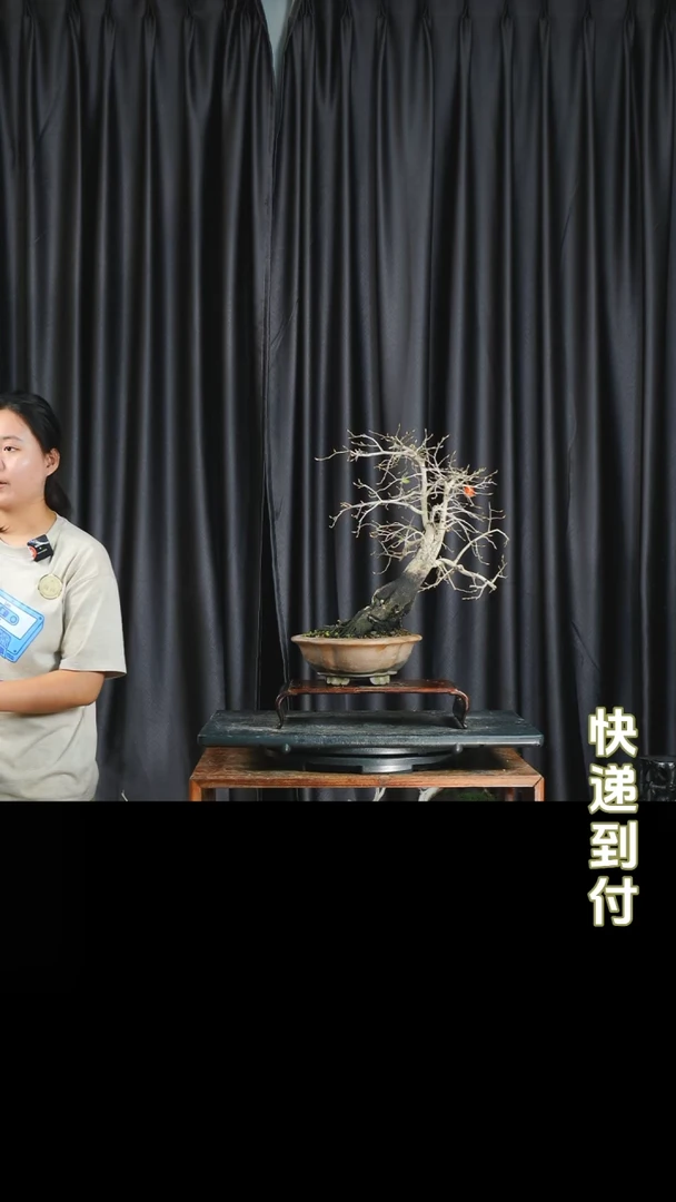 【闪购商品】1v476老鸦柿 不包邮