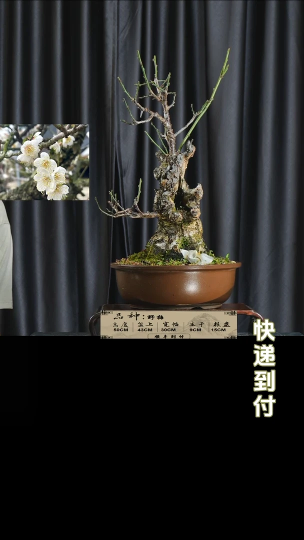 【闪购商品】1n969野梅 不包邮