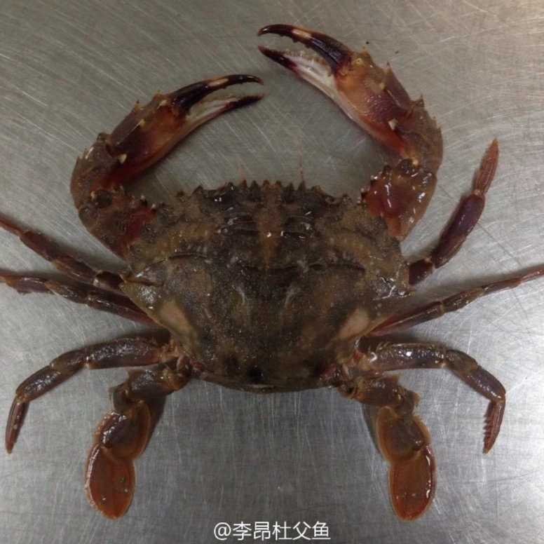 断氧     赤甲红蟹4.5斤 （里面有个别花盖）