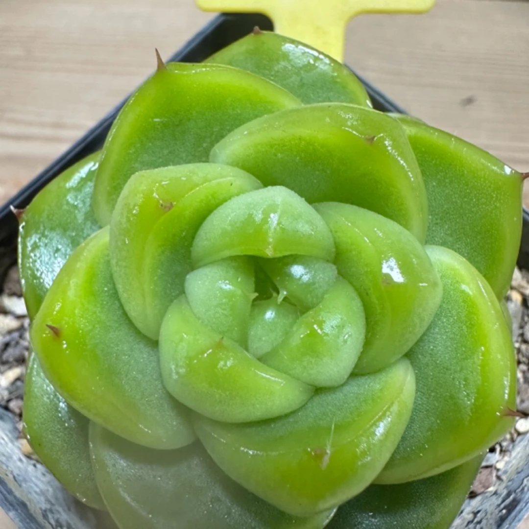 韩国翡翠珍妮母本多肉植物