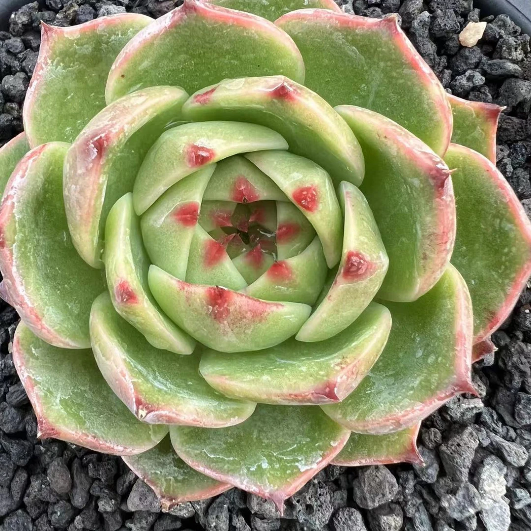 韩国多肉植物蓝龙