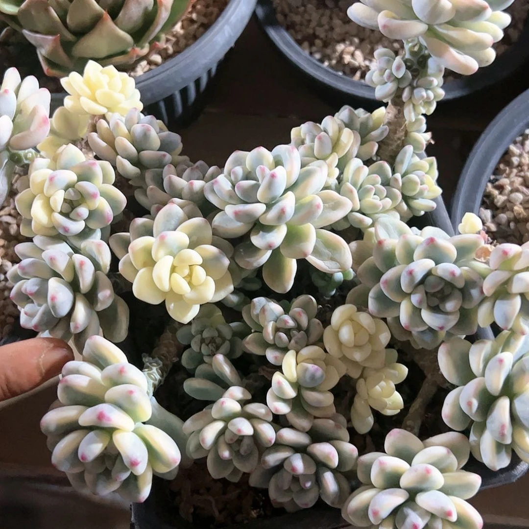 【闪购商品】盆栽植物劳尔锦