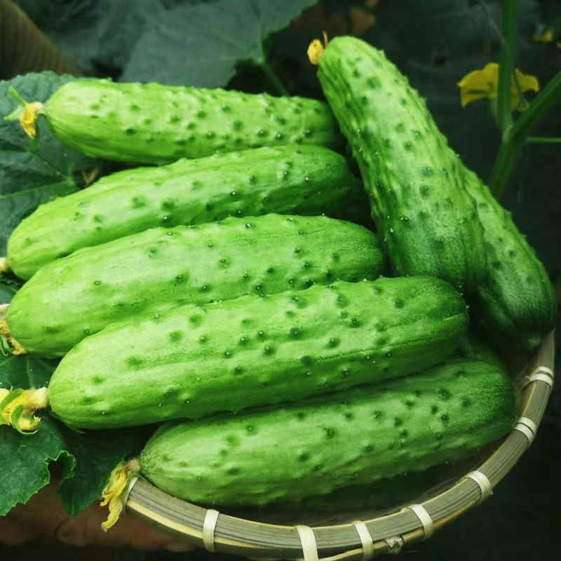 新鲜蔬菜黄瓜旱黄瓜生吃小黄瓜黄瓜批发时令蔬菜包邮
