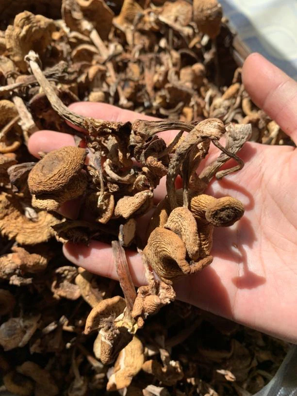 野生榛蘑干货自然晾晒散装称重