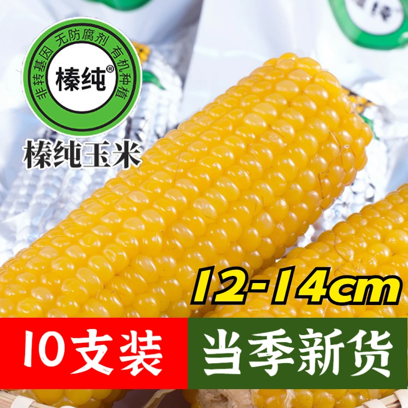 创新榛纯东北甜糯玉米软新品非转基因早餐粘玉米东北小粒黄10支装