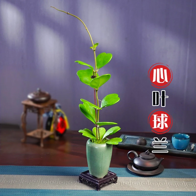 心叶球兰盆景办公室内桌面客厅四季常青绿植花卉盆栽好养植物