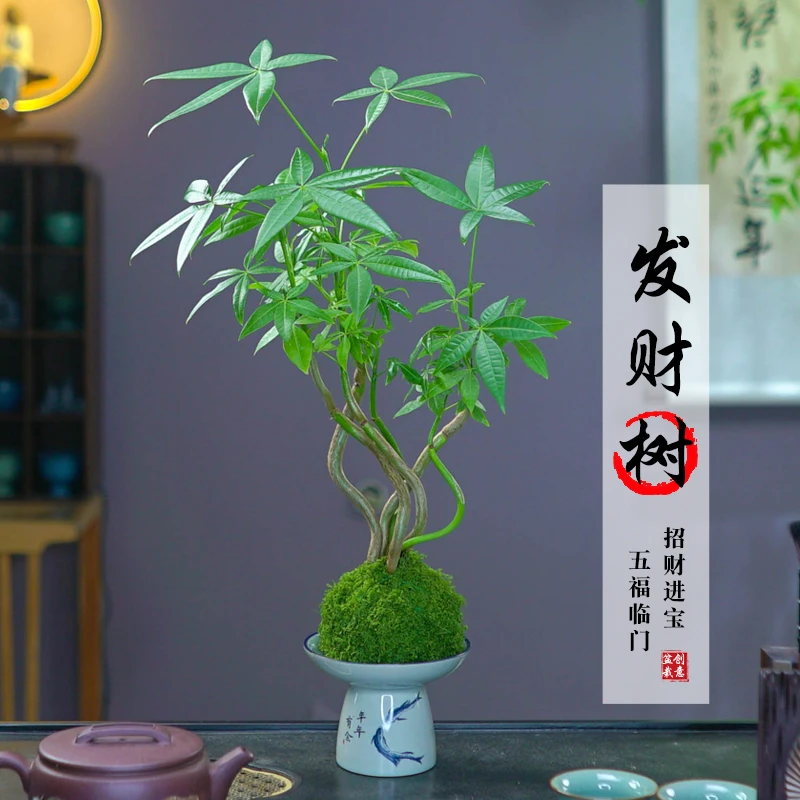 五福发财树盆景植物室内桌面茶几好养净化空气盆栽办公室花卉绿植