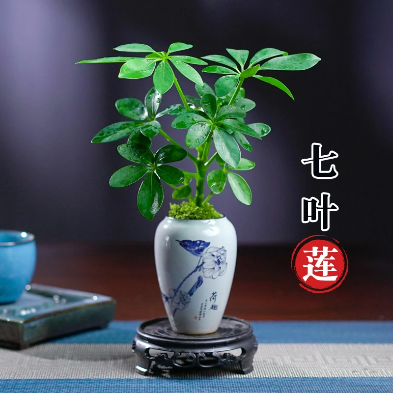 七叶莲中式园林花卉绿植室内客厅茶桌植物净化空气吸甲醛四季常青