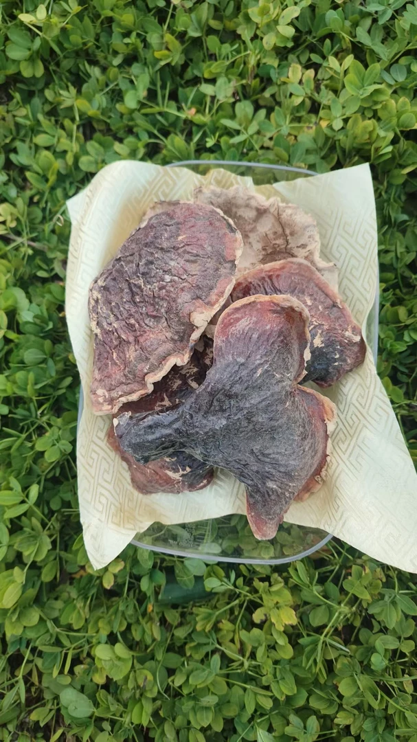 【娜娜推荐】现收土特产松-杉-白-肉灵芝-菌250克-1000克食用农产品