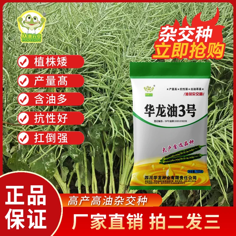 华龙油3号黑黄大籽油菜种籽耐寒抗病抗倒优质高产油茶籽出油率高