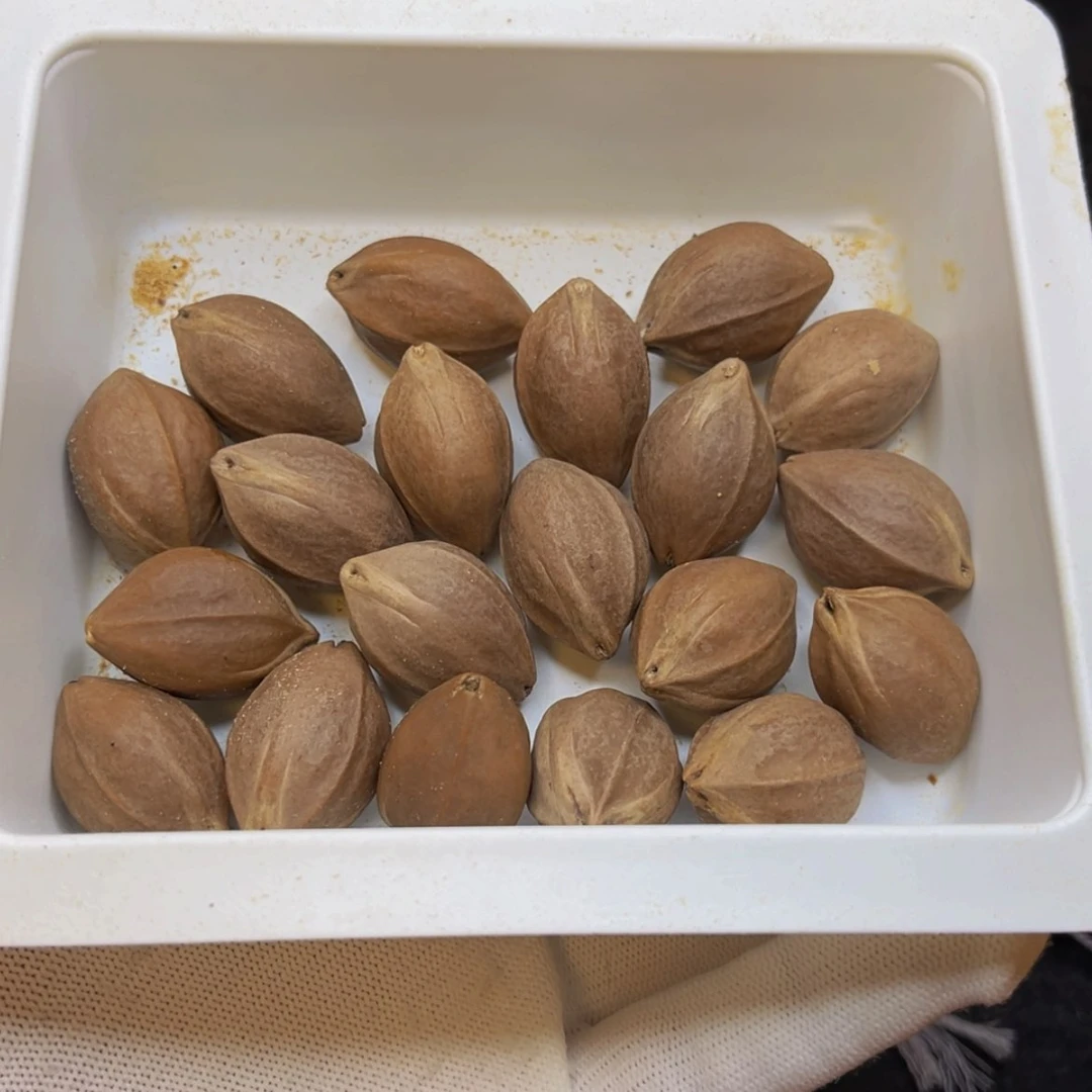 【闪购商品】橄榄核1 8 X 27核雕在***疯