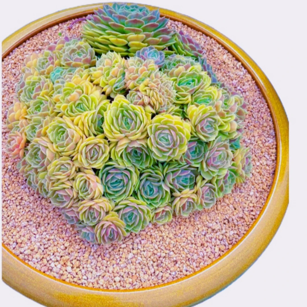 如意园艺植物白色黄色紫色养护室外【一号直播链接】精品多肉 选择