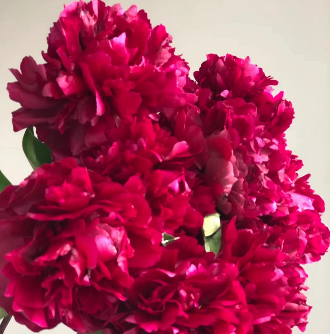 铁杆紫芍药3-5芽原棵（国产精品种苗）