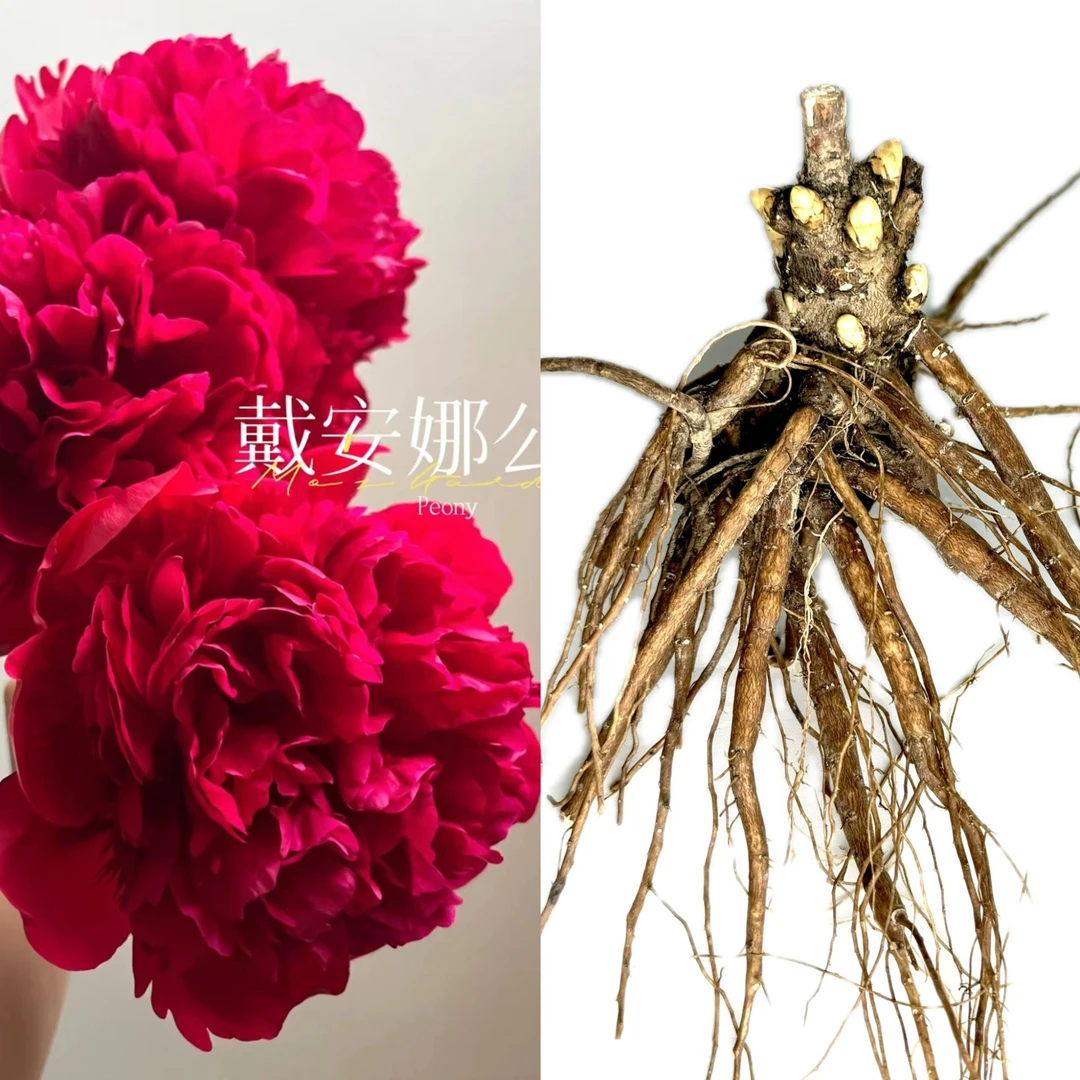 戴安娜公园芍药3-5芽原棵（进口种苗）