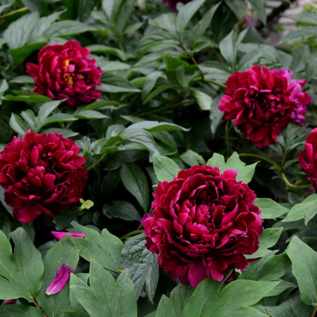 黑海波涛芍药3-5芽原棵（国产精品种苗）重瓣