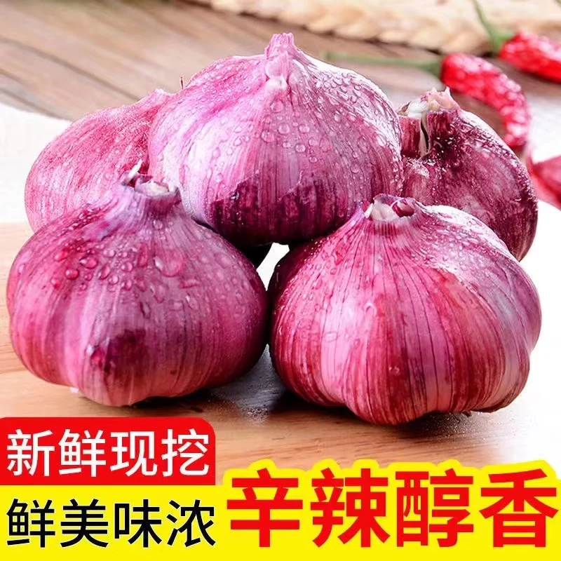 2025现挖湿蒜新鲜红皮鲜蒜紫皮大蒜头1-9斤非干蒜种子糖醋蒜