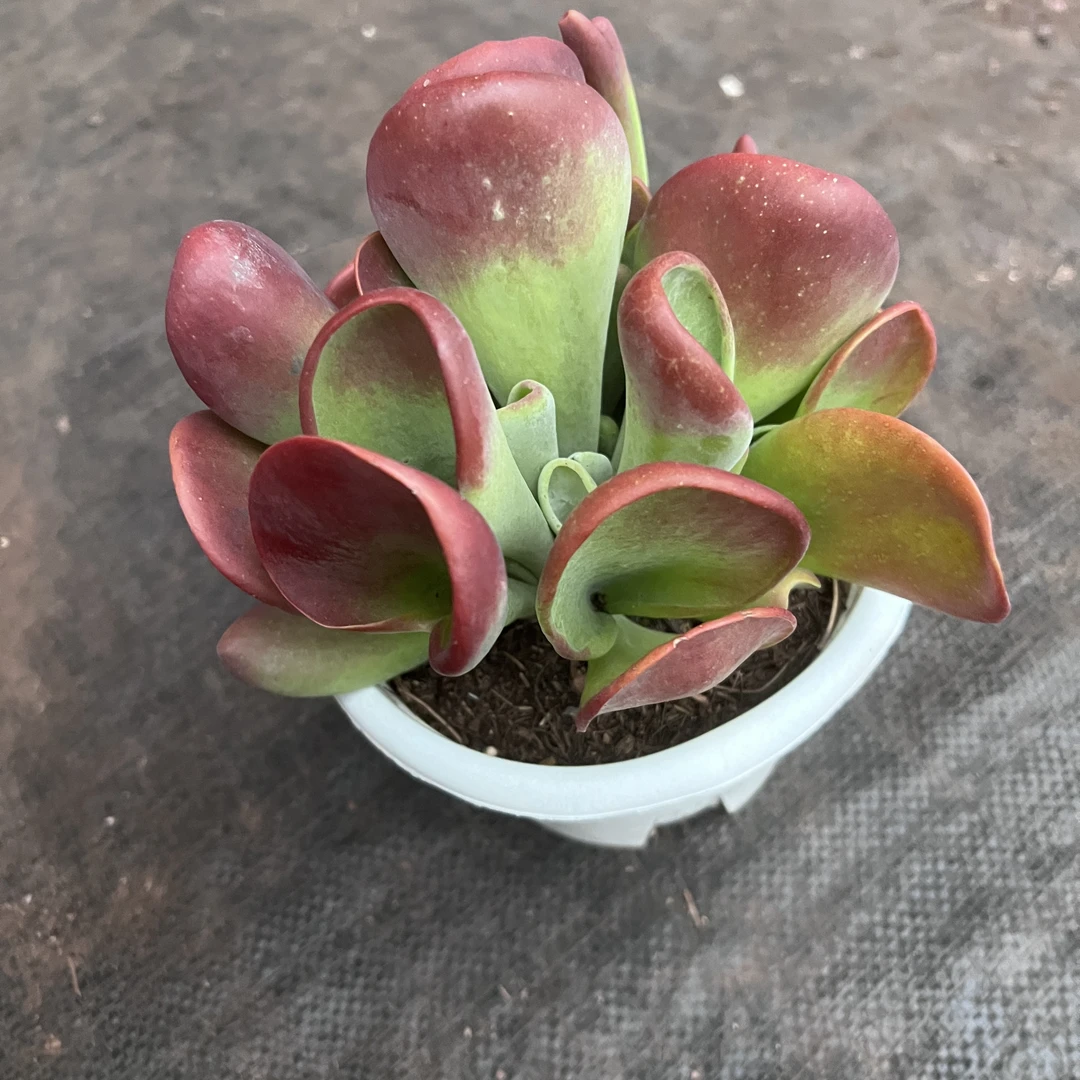 火狐狸 多肉植物 王小二多肉阳台露台绿植植物栽种养护带盆土