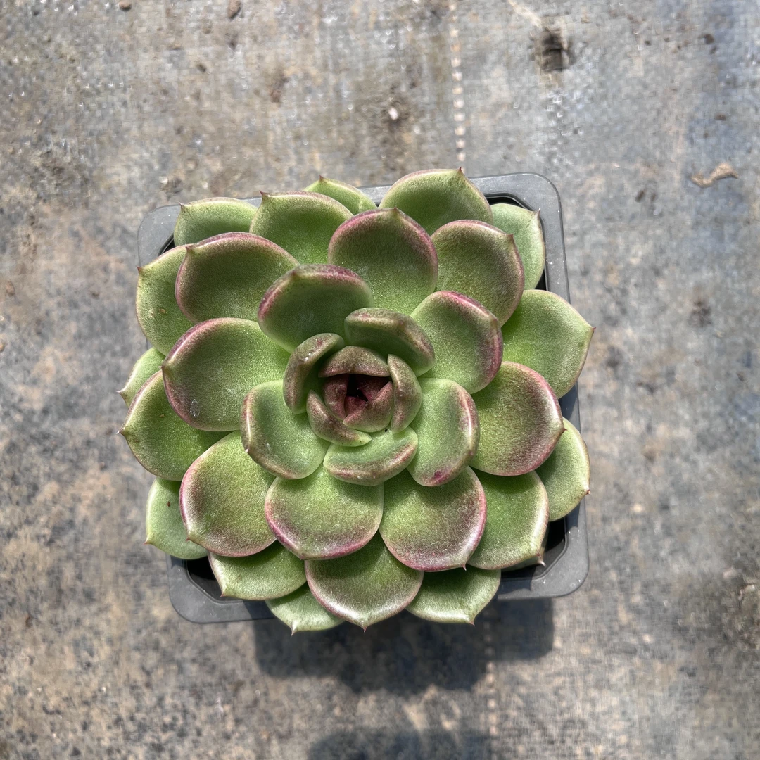 王小二多肉紫水晶12杯冠幅10-12厘米多肉植物带基地原盆原土发货