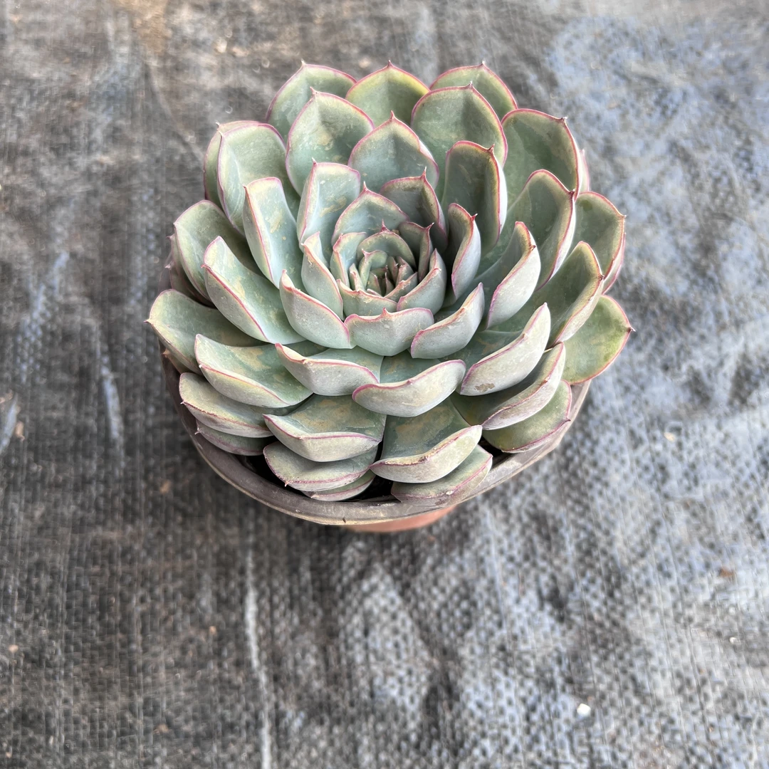 菲欧娜多肉植全场 多肉任意满两单及也上包邮发货 带基地原盆原土