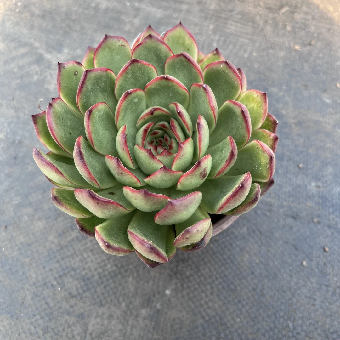 保利安娜多肉植物 王小二多肉阳台露台绿植植物栽种养护带盆土