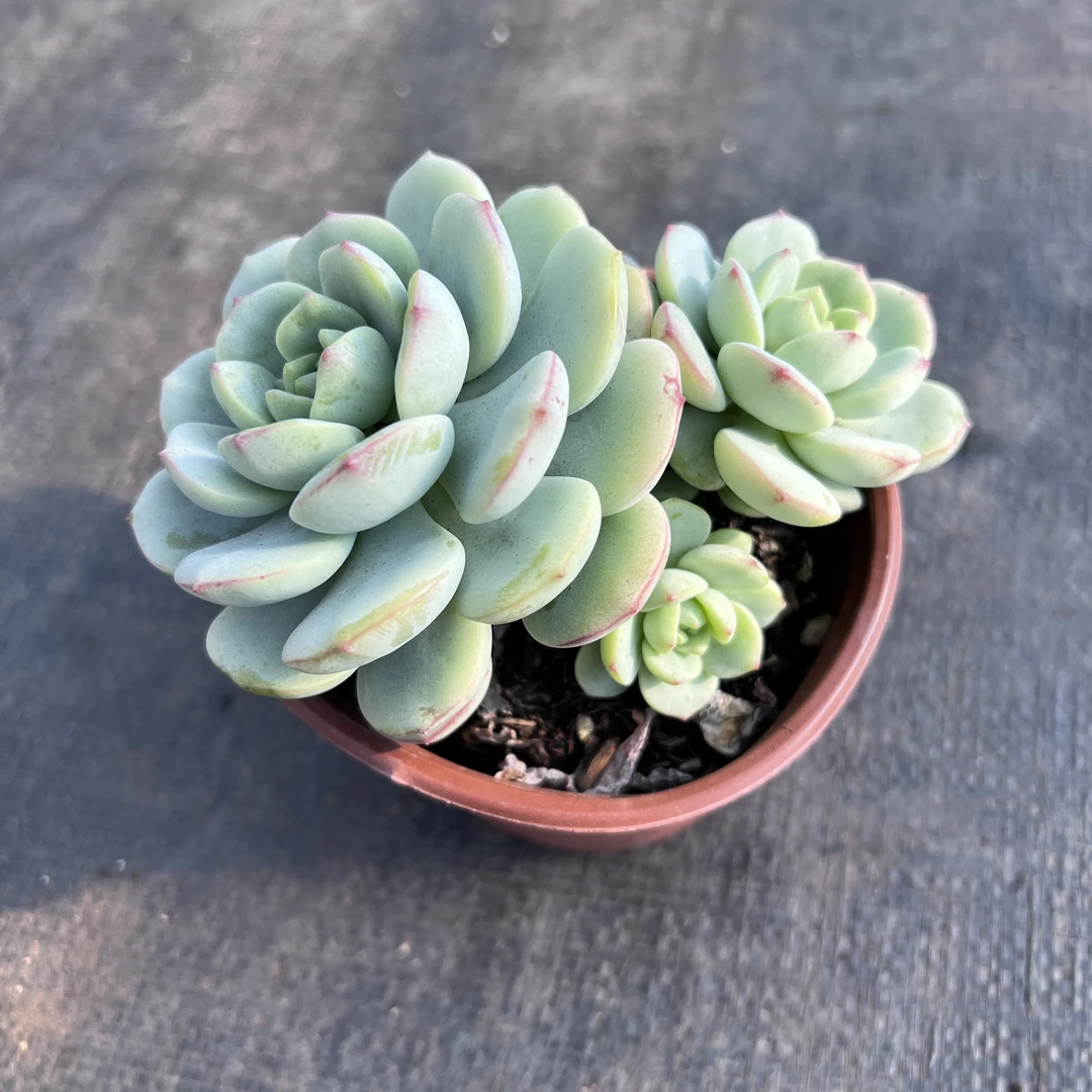 香草多肉 全场多肉任意满两单及也上包邮发货 带基地原盆原土发货