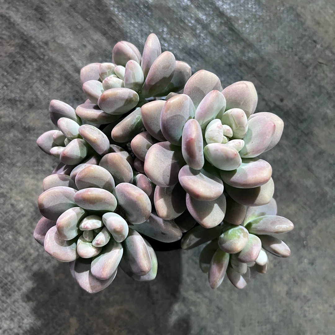 红洛神多肉植物 王小二多肉阳台露台绿植植物栽种养护带盆土发货