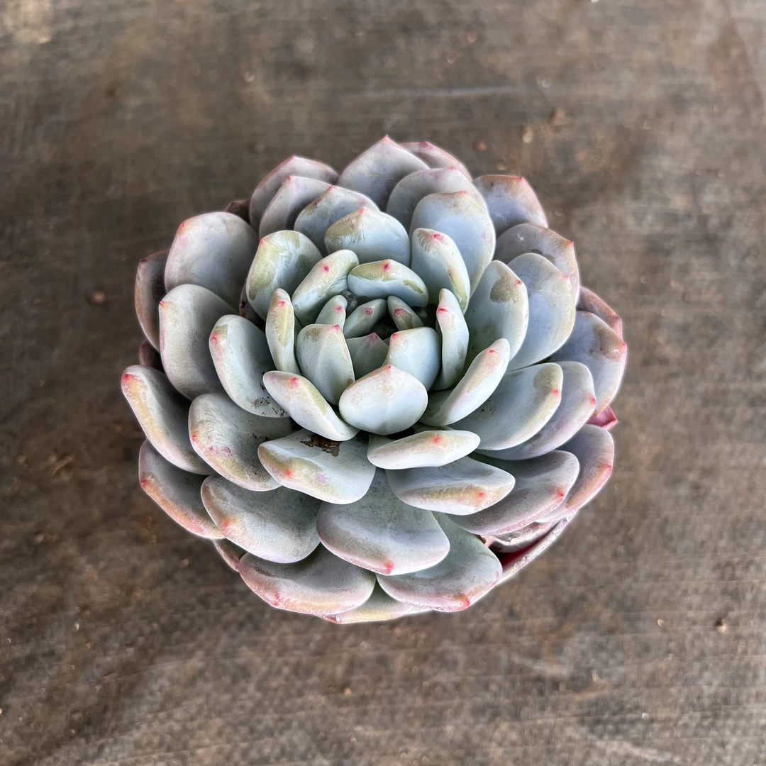 王小二多肉橙梦露12杯冠幅10-12厘米多肉植物带基地原盆原土发货