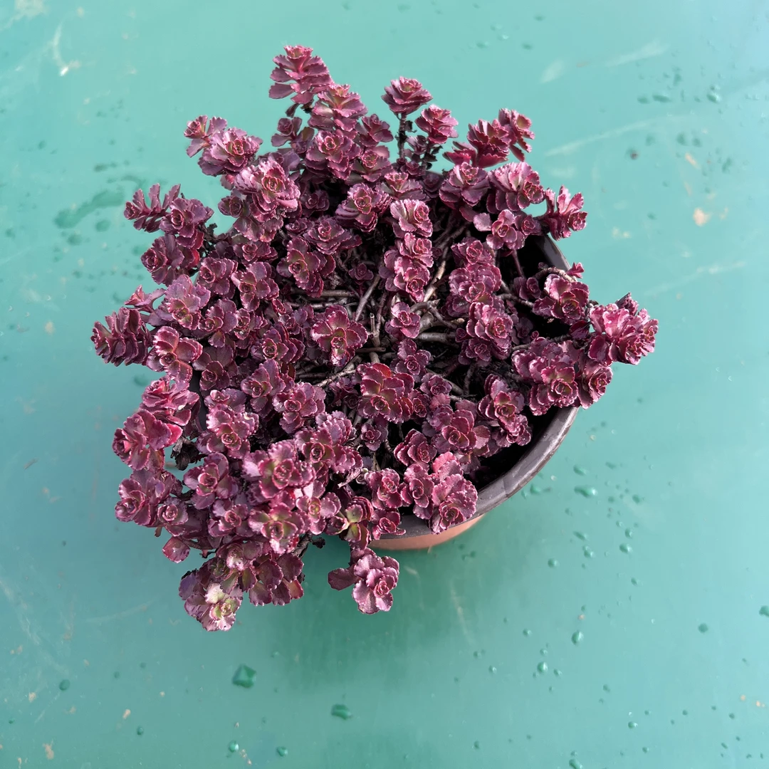 王小二多肉小球玫瑰12杯冠幅10-12厘米多肉植物带基地原盆原土发