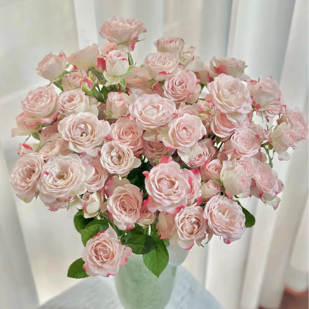 折射--多头玫瑰（收到第一时间醒花）