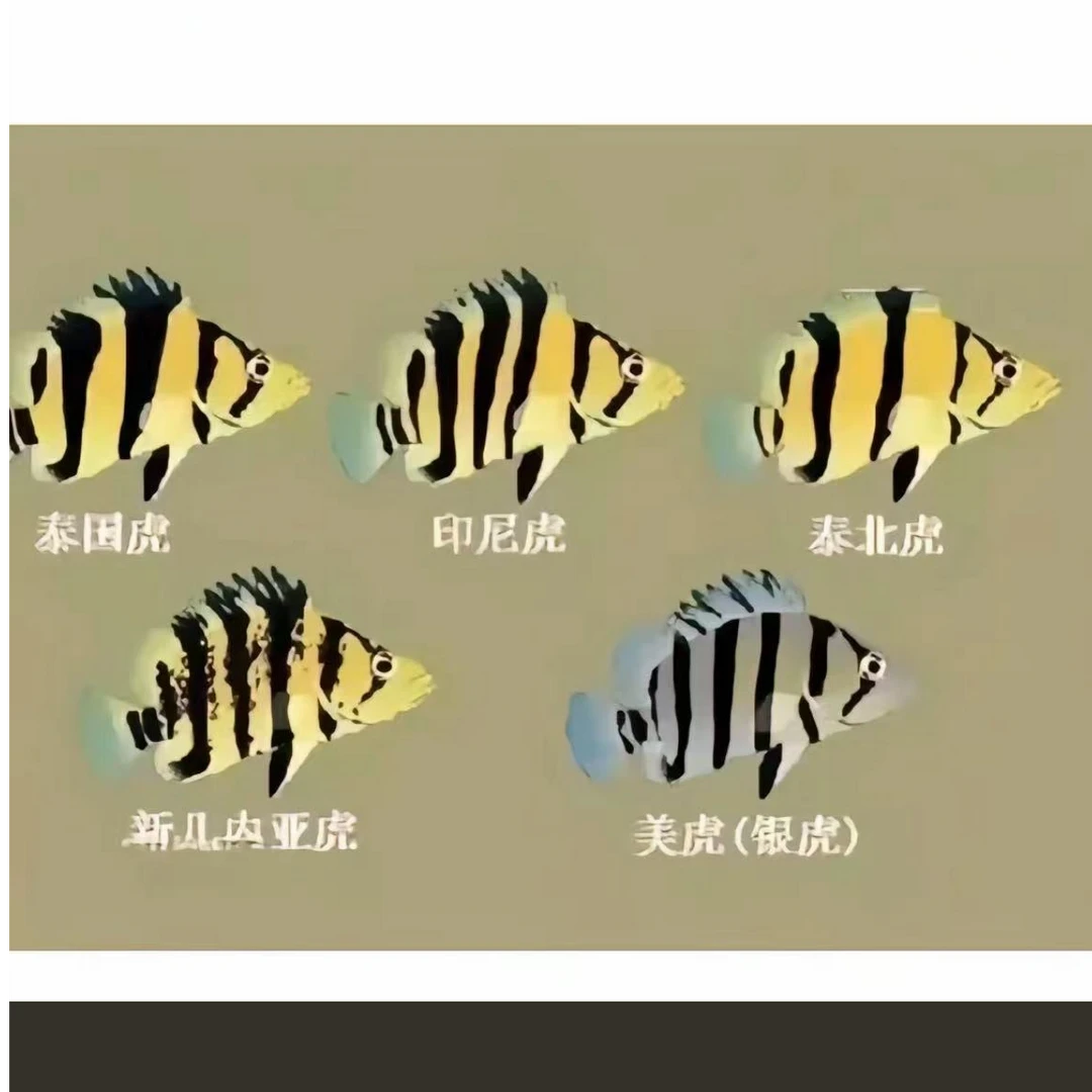 虎鱼三纹虎四纹虎