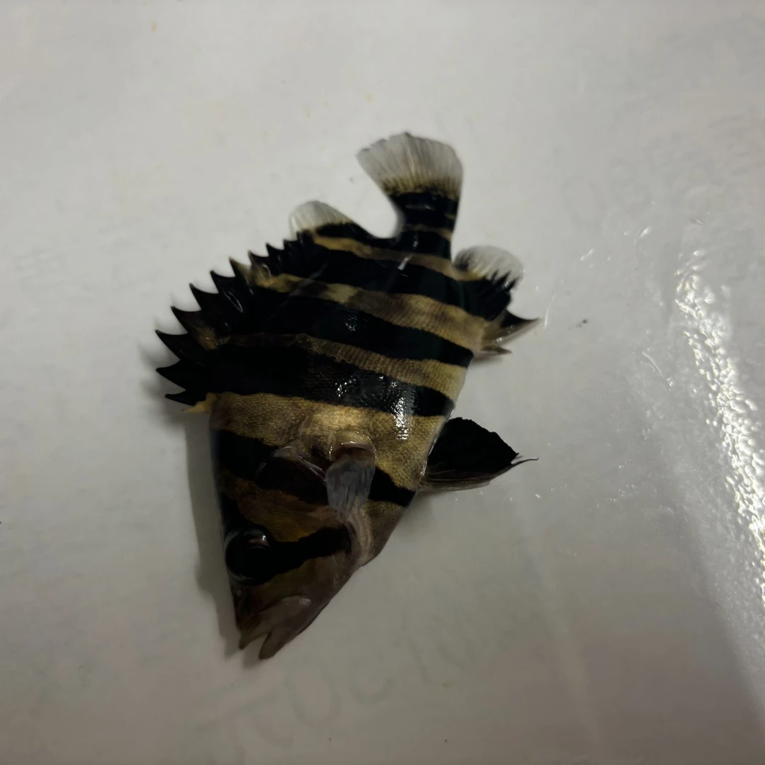 虎鱼三纹虎四纹虎