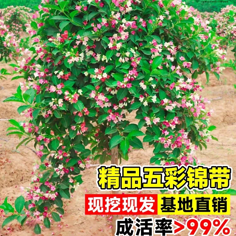 精品五彩锦带花树，可以盆栽，地栽，耐寒耐旱，开花
