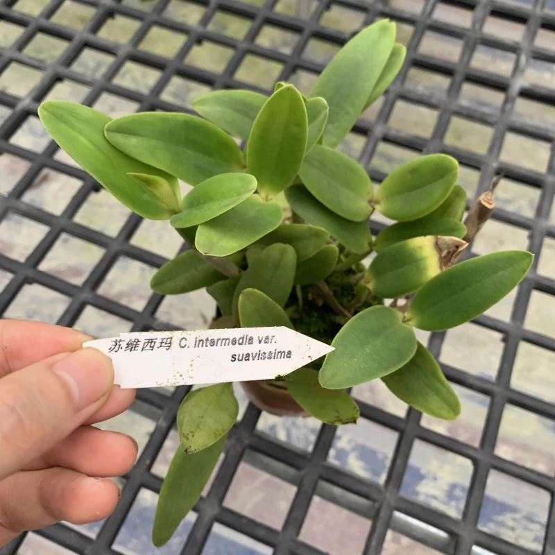 双叶原卡英特苏维西玛卡特兰苗(喜阳叶子有晒伤发货10苗)