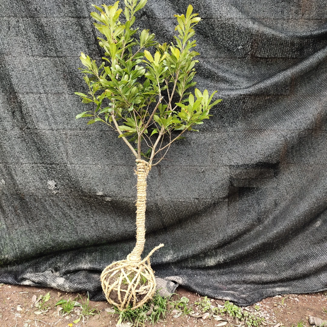花卉绿植盆栽地栽庭院花园植物