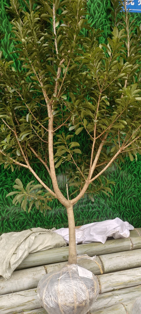 浙江果树苗杨M大苗庭院驱绿化耐阴好养四季常青盆栽地栽