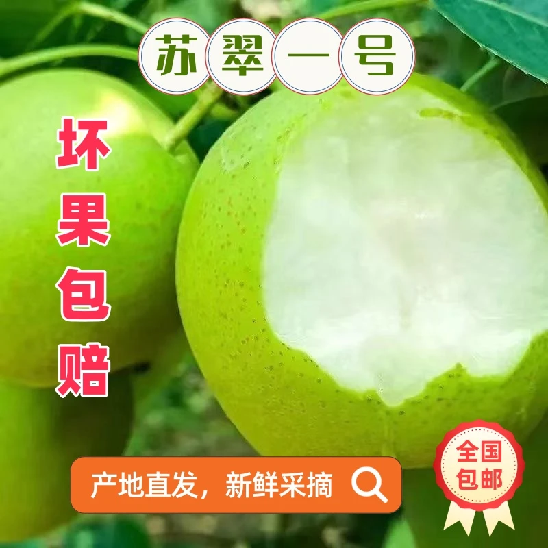 苏翠1号蜜梨脆甜可口多汁肉质细腻好吃砂梨小蜜罐梨净重5斤包邮