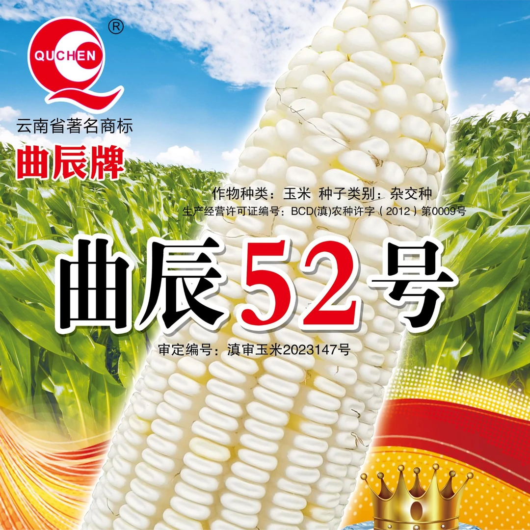 曲辰52号 高产高蛋白青贮玉米种子 植株高大茎秆粗壮