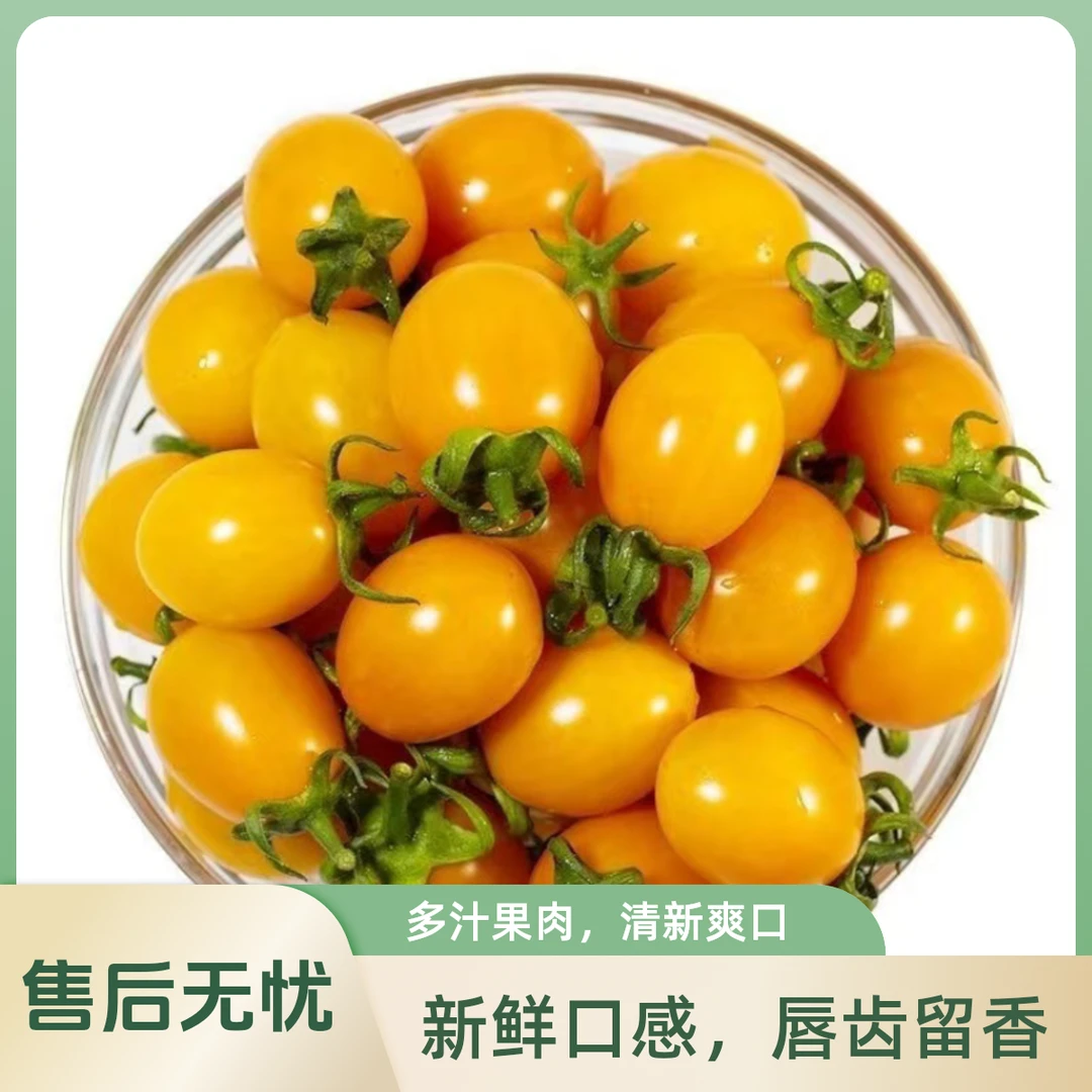 新鲜采摘黄色小番茄现摘现发黄金圣女果香甜可口夏日阳光新鲜果蔬