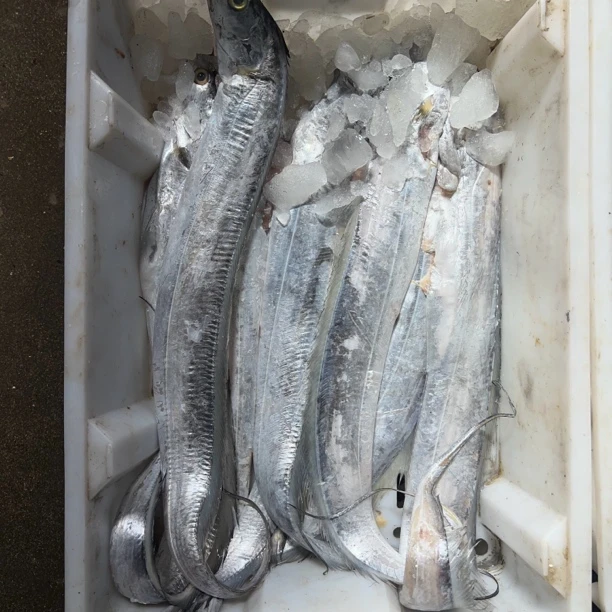 野生渤海湾大刀鱼一条七八两到一斤三新鲜速冻顺丰发货包邮