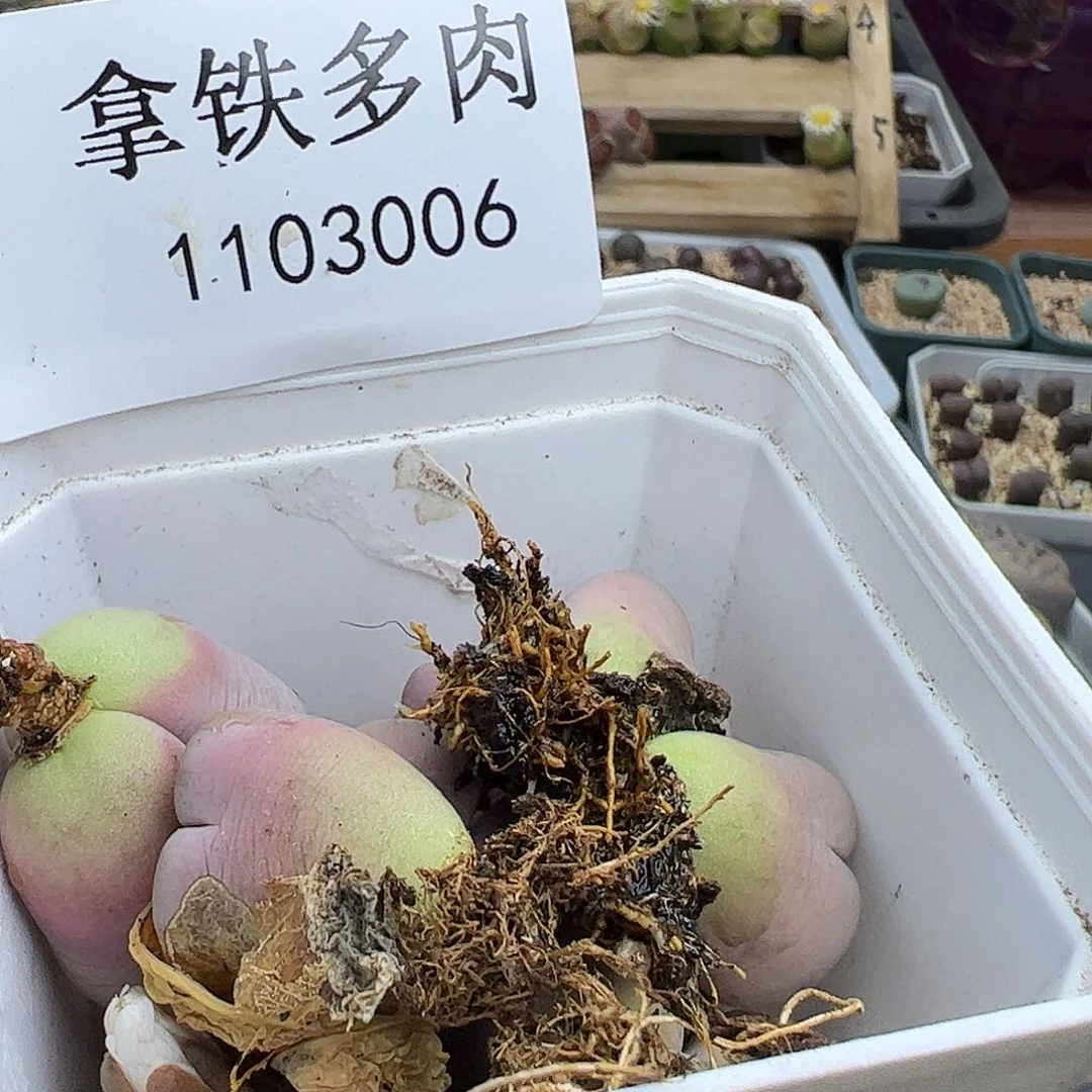 星***泡1103006/拿铁多肉植物馆