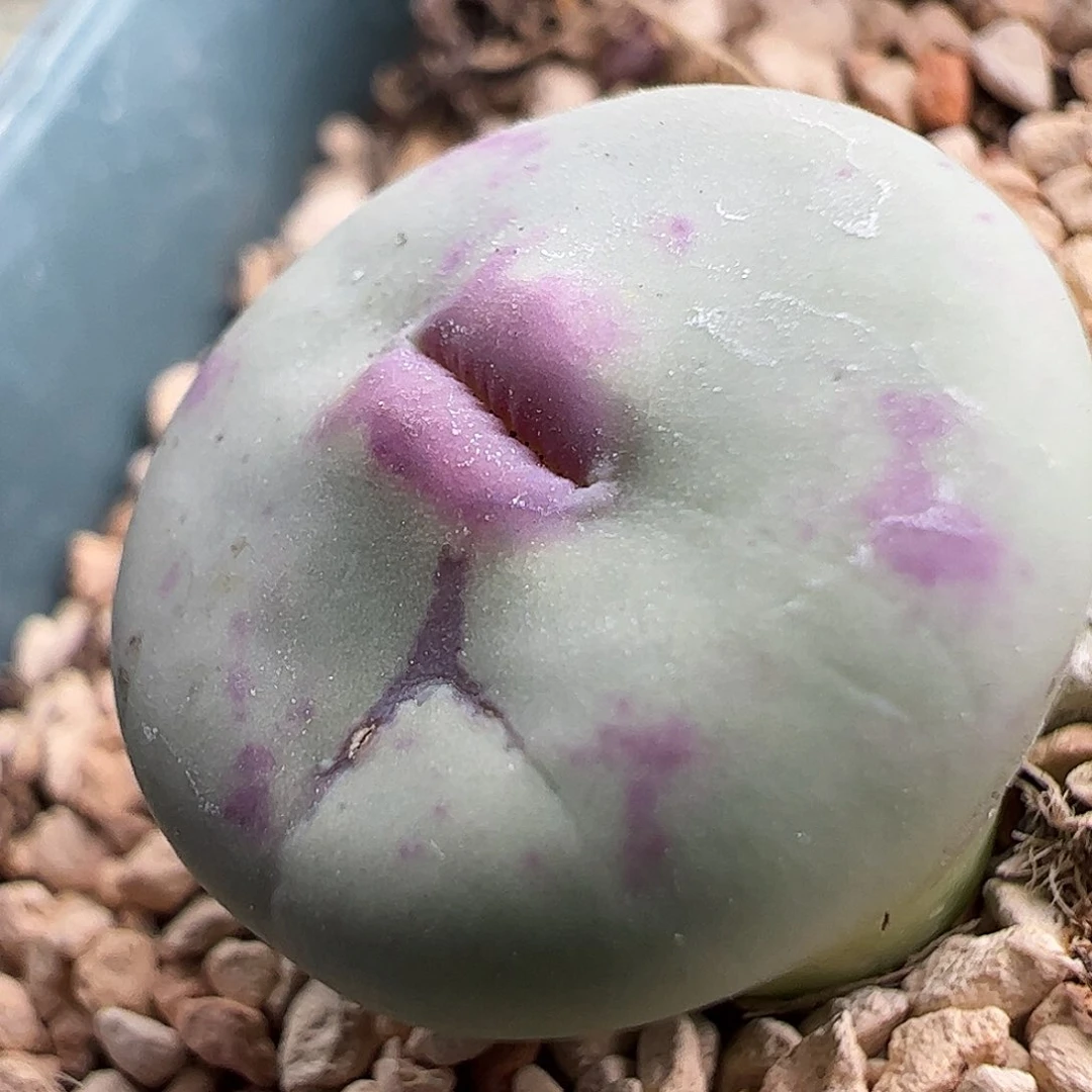 DOWs嘴———————————