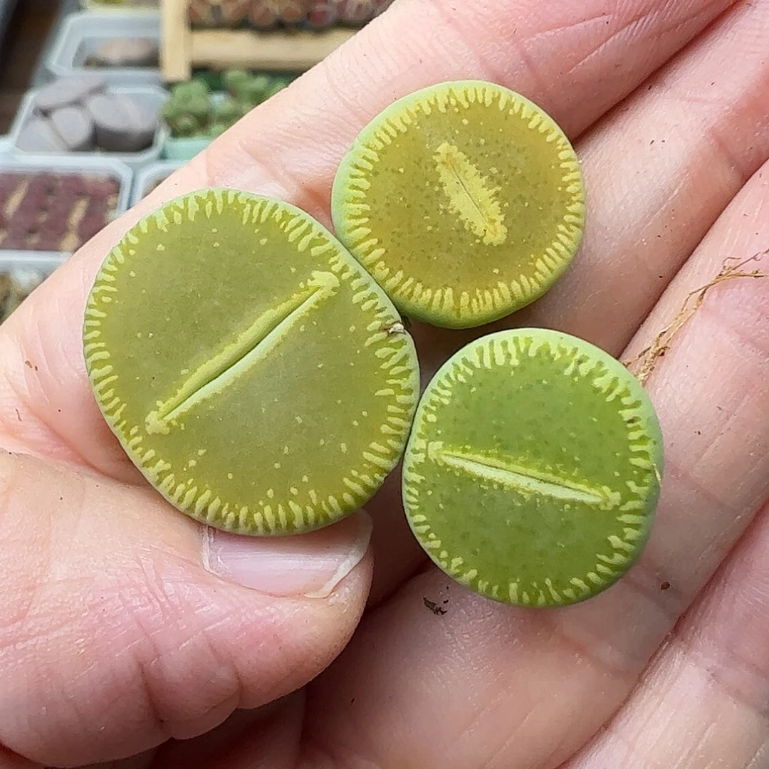 绿光阳………………………………………