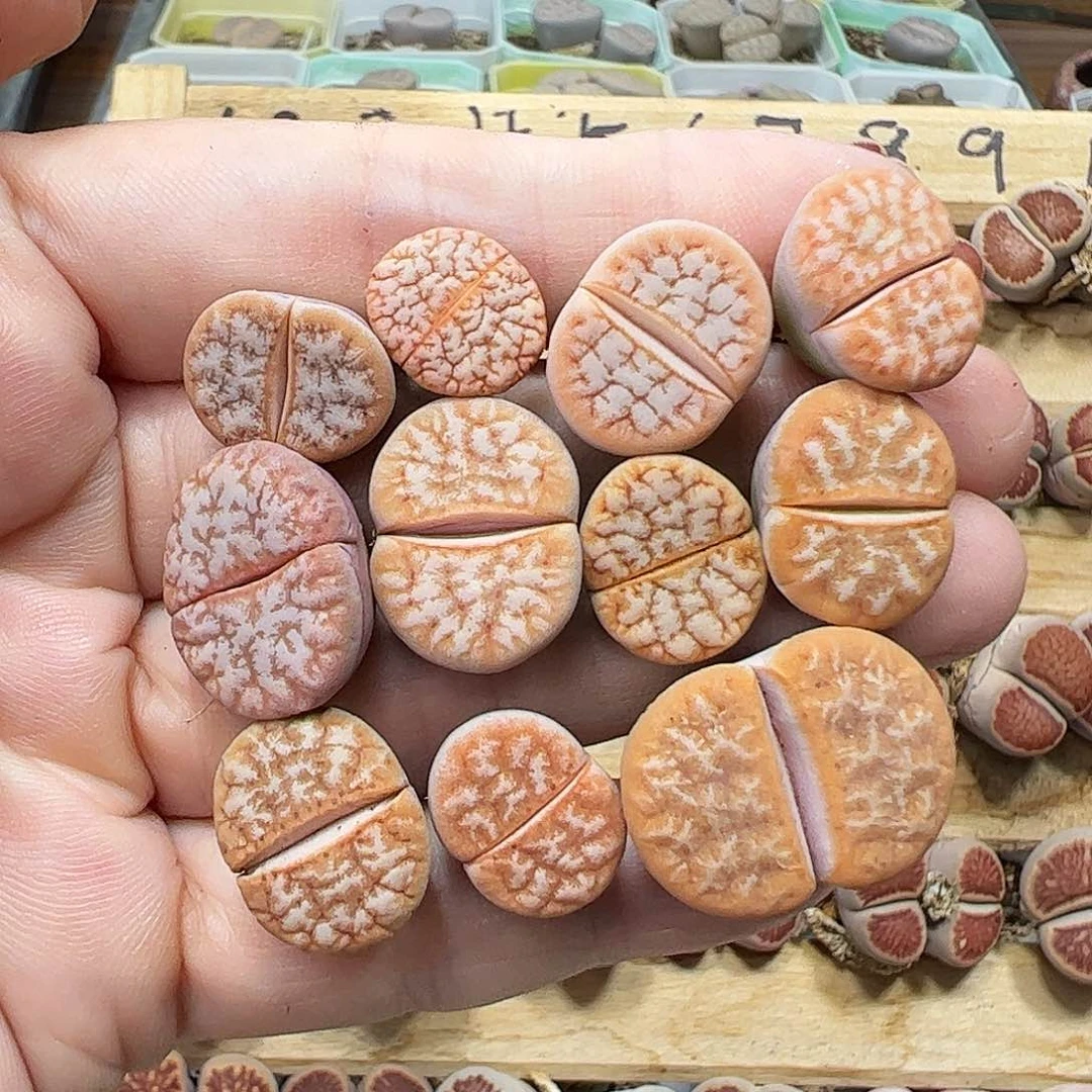 拿铁…………………………………