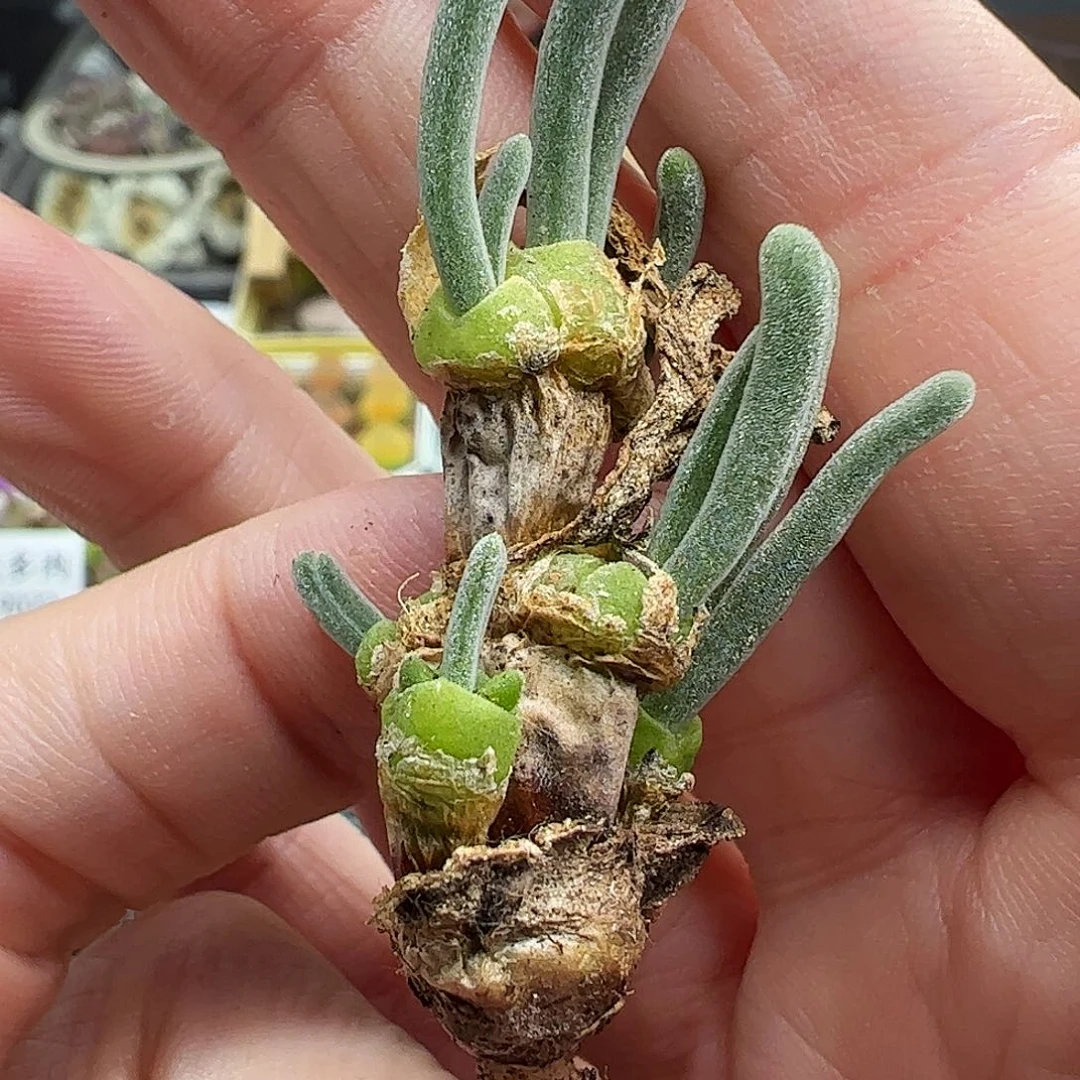 老桩碧光环…………………………